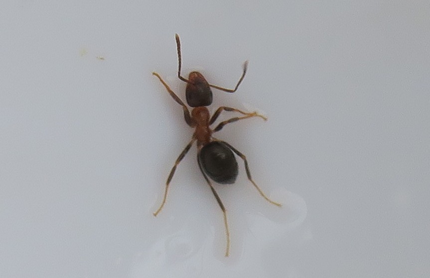 piccola formica:  Lasius emarginatus